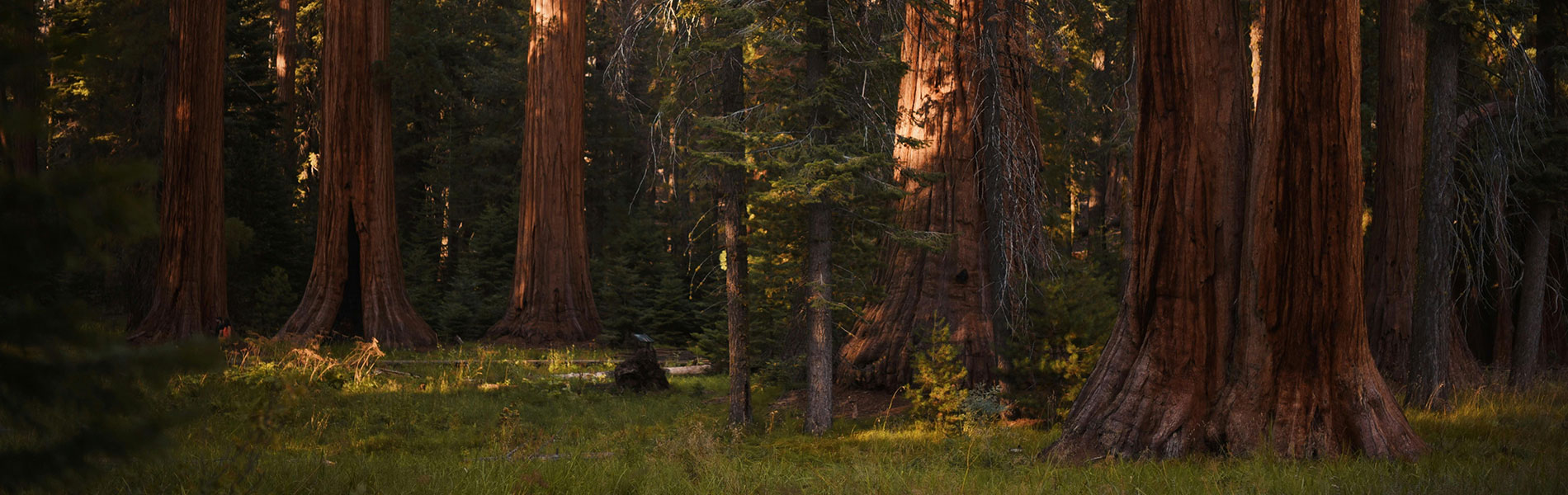 pexels-katie-mukhina-975382726-33462911_web_60